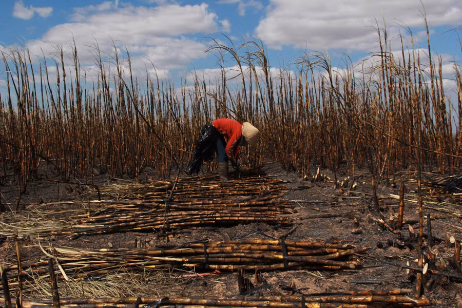 Hơn 100ha mía sắp thu hoạch cháy rụi, nhiều hộ dân mất tết - Ảnh 1.