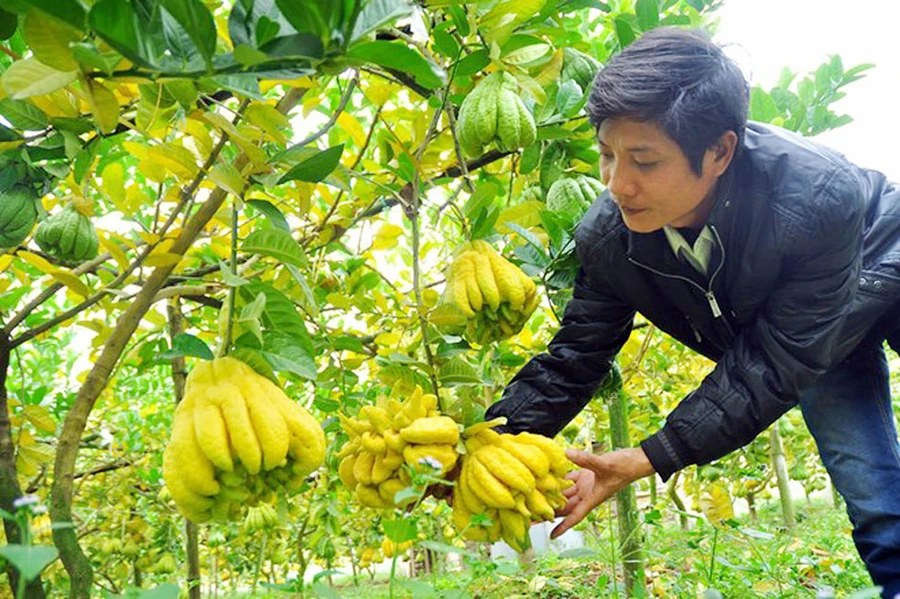 Người làm vườn tại Đắc Sở chăm chút phật thủ chuẩn bị đưa ra thị trường dịp Tết Nguyên đán