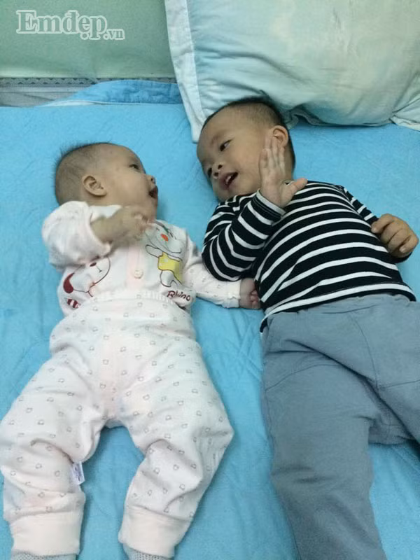 Cây tía tô - thần dược cho những gia đình cho con nhỏ vượt qua mua đông lạnh không lo ốm sốt