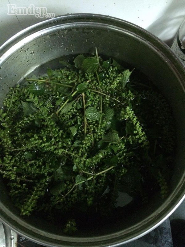 Các “bài thuốc” cực hay từ lá tía tô, không lo con ốm sốt trong mùa đông ảnh 4 Cây tía tô - thần dược cho những gia đình cho con nhỏ vượt qua mua đông lạnh không lo ốm sốt