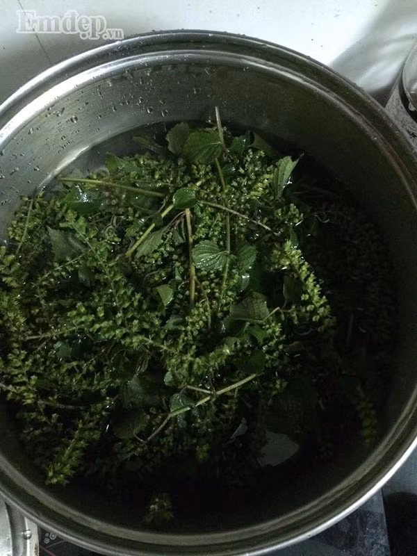 Cây tía tô - thần dược cho những gia đình cho con nhỏ vượt qua mua đông lạnh không lo ốm sốt