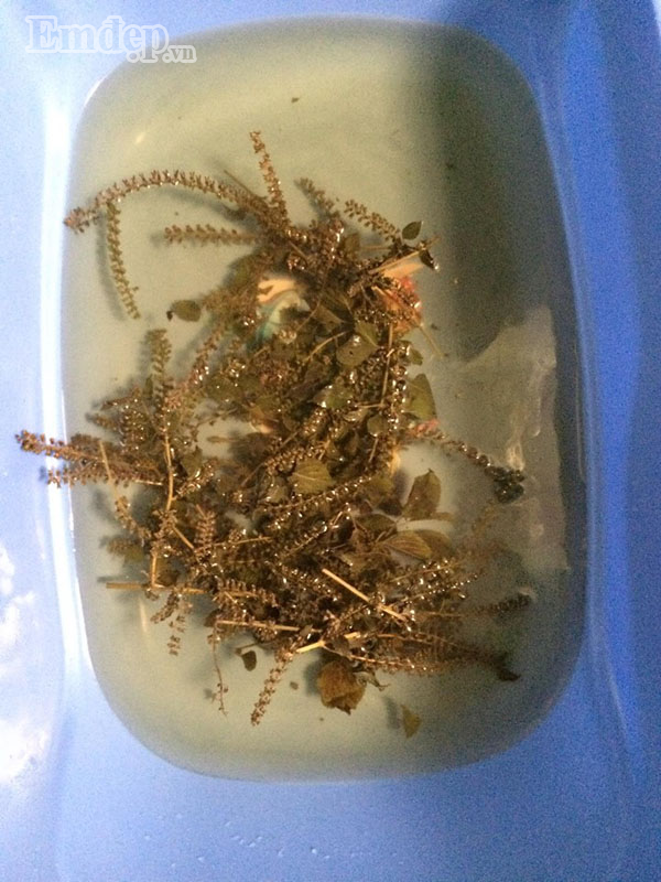 Các “bài thuốc” cực hay từ lá tía tô, không lo con ốm sốt trong mùa đông ảnh 5 Cây tía tô - thần dược cho những gia đình cho con nhỏ vượt qua mua đông lạnh không lo ốm sốt