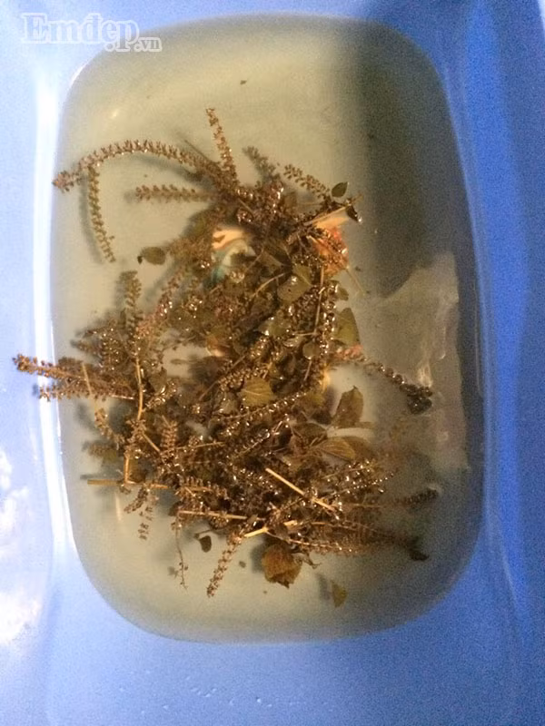 Cây tía tô - thần dược cho những gia đình cho con nhỏ vượt qua mua đông lạnh không lo ốm sốt