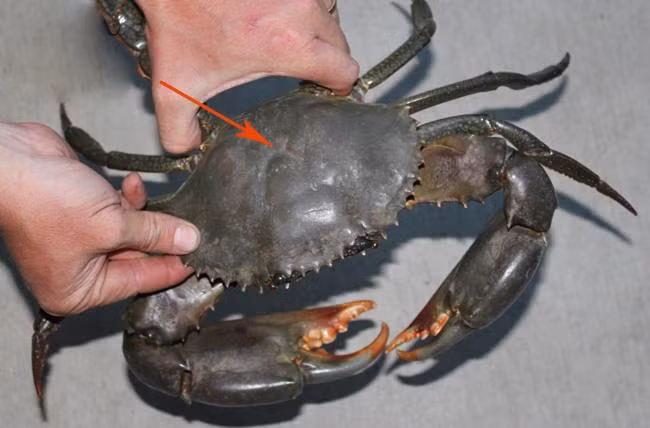 Chỉ cần nhìn điểm này trên mai cua, 100% thịt ăn ngập răng, chồng con khen tới tấp-1