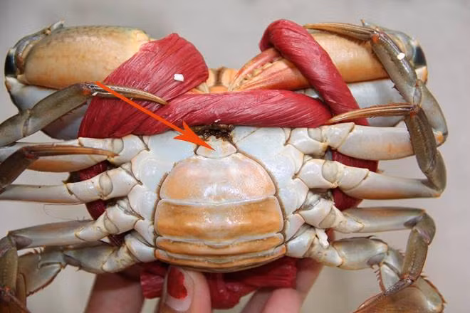 Chỉ cần nhìn điểm này trên mai cua, 100% thịt ăn ngập răng, chồng con khen tới tấp-2