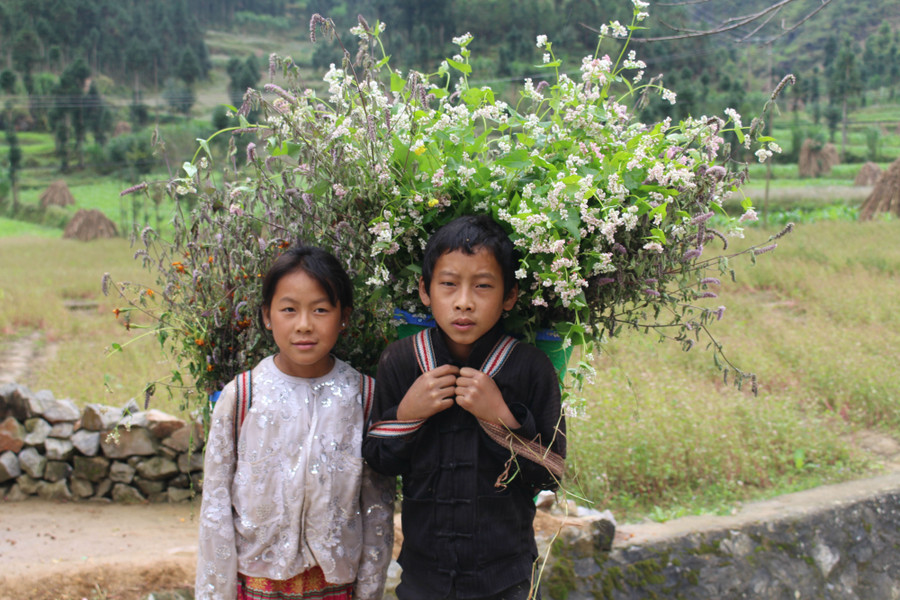 Các em nhỏ ở Cao nguyên đá phụ giúp bố mẹ thu hoạch hoa tam giác mạch