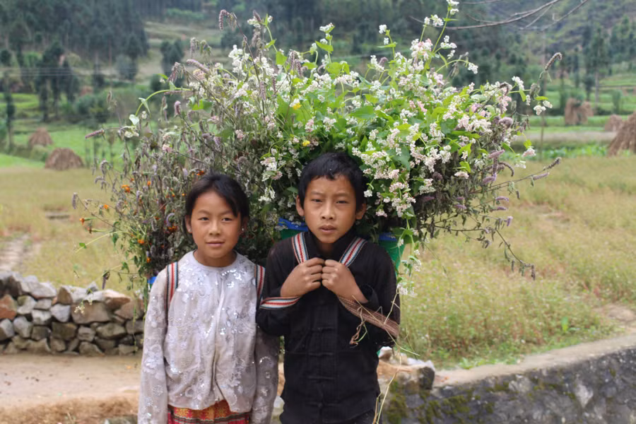 Các em nhỏ ở Cao nguyên đá phụ giúp bố mẹ thu hoạch hoa tam giác mạch