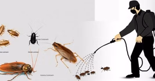 Mẹo hữu ích đuổi côn trùng ra khỏi nhà 