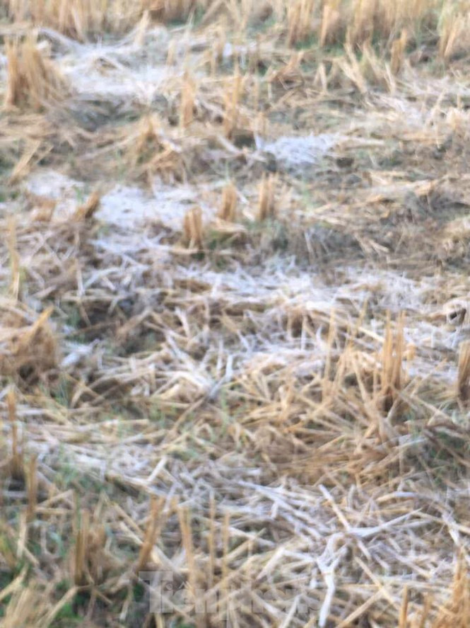 Sương muối phủ trắng cánh đồng ở Lạng Sơn trong cái rét căm căm ảnh 2 Rét đậm, sương muối trên cánh đồng, cành cây trắng xóa - ảnh 2