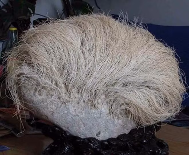 Mang “cục đá mọc tóc trắng” kỳ dị về nhà, người đàn ông giật mình khi phát hiện ra sự thật - Ảnh 2.