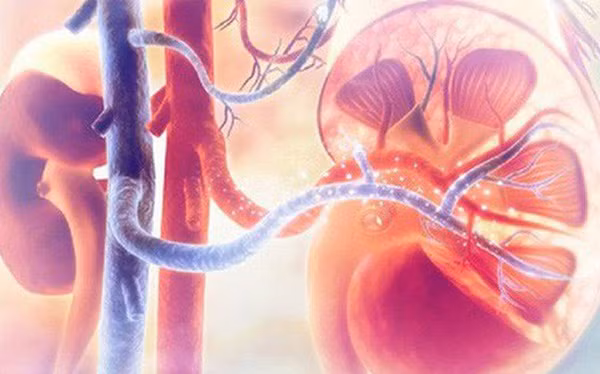 5 tín hiệu cấp báo của cơ thể nhắc bạn: Thận đang bị đe doạ, hãy nhanh chóng đi gặp bác sĩ-1