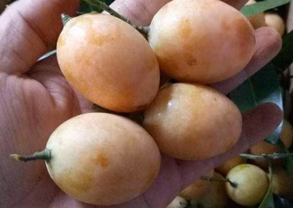 Kỳ lạ loại quả ăn vặt giá chát, chưa kịp về đã hết hàng-2