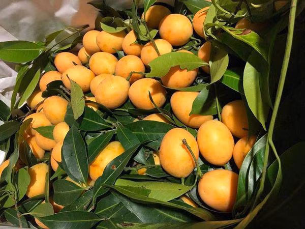 Kỳ lạ loại quả ăn vặt giá chát, chưa kịp về đã hết hàng-4