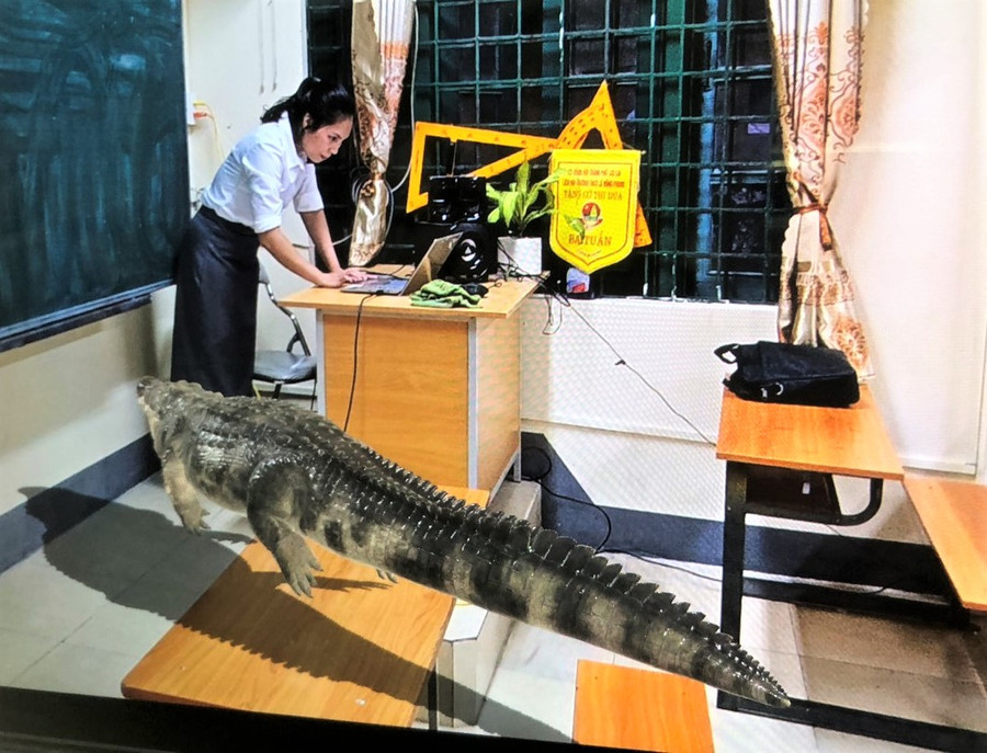 Hình ảnh trực quan về cá sấu được đưa vào giảng dạy. Hình ảnh trực quan về cá sấu được đưa vào giảng dạy.