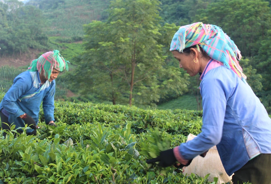 Người dân Tam Đường thu hái chè.