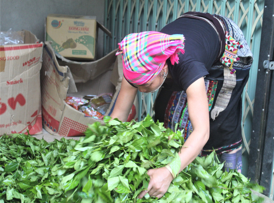 Người dân chế biến chè sau thu hái.