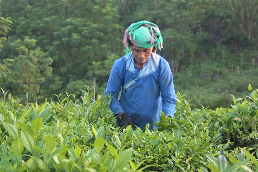 Cây chè phù hợp với điều kiện thổ nhưỡng ở Tam Đường nên sinh trưởng và phát triển tốt.