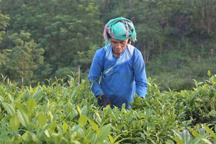 Cây chè phù hợp với điều kiện thổ nhưỡng ở Tam Đường nên sinh trưởng và phát triển tốt.