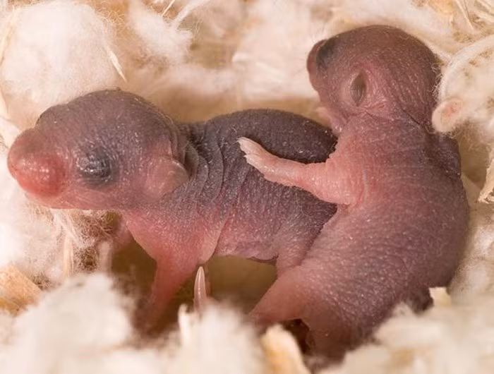 Rợn người với 9 món ăn "kinh dị" bậc nhất thế giới ảnh 28