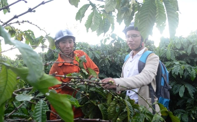 Tây Nguyên: Nông dân nơm nớp lo mất cà phê