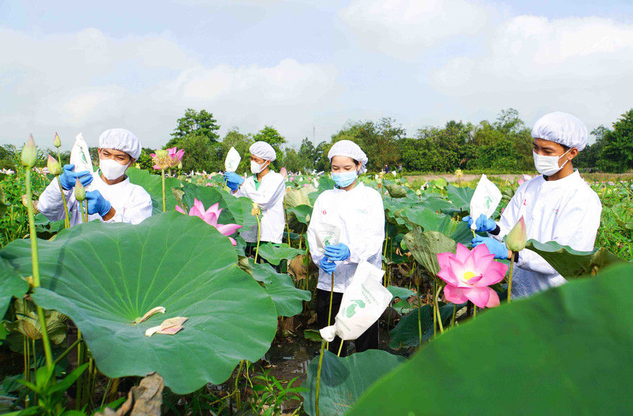 Công nhân thu hoạch hoa sen để làm trà. Công nhân thu hoạch hoa sen để làm trà.
