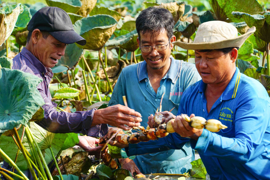 Củ sen được xuất khẩu, mở ra cơ hội tăng lợi nhuận cho người dân trồng ở miền Tây. Củ sen được xuất khẩu, mở ra cơ hội tăng lợi nhuận cho người dân trồng ở miền Tây.