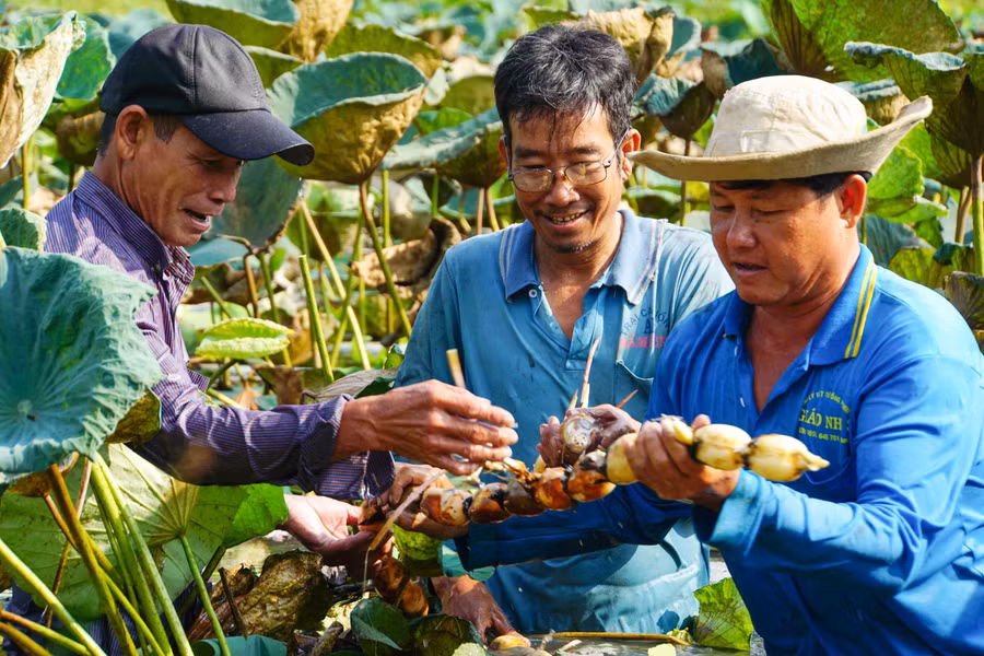 Củ sen được xuất khẩu, mở ra cơ hội tăng lợi nhuận cho người dân trồng ở miền Tây.