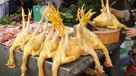 Mẹọ nhận biết gà nhuộm vàng bằng hóa chất