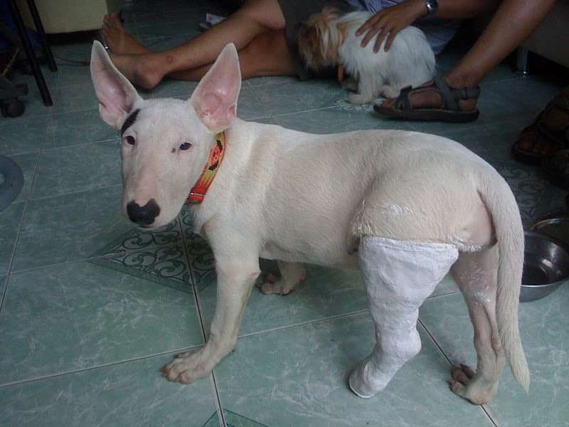 Đừng buồn, rồi mày sẽ sớm chạy nhảy bình thường lại thôi mà. Đừng buồn, rồi mày sẽ sớm chạy nhảy bình thường lại thôi mà.