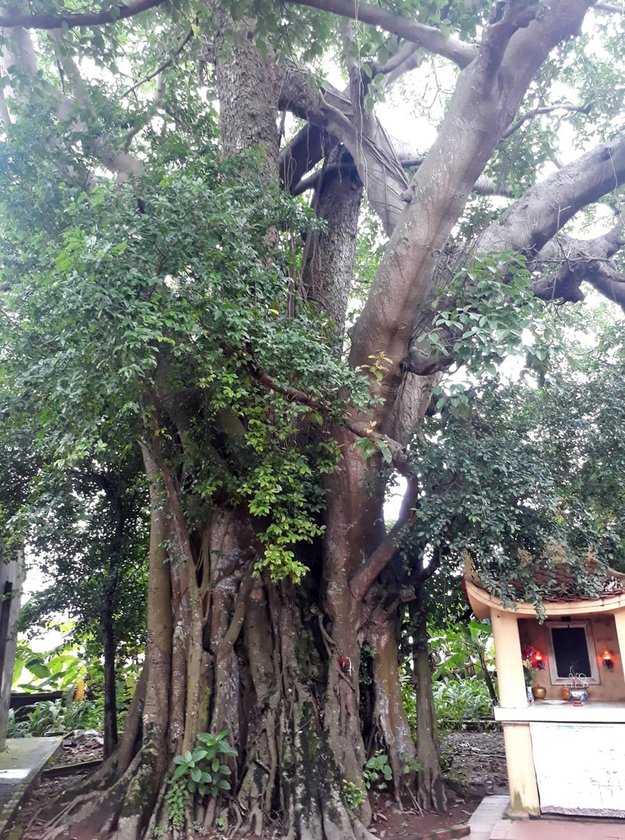 Khách thập phương đổ về chiêm ngưỡng cây đa - gạokỳ lạở Vĩnh Phúc