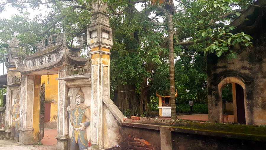 Khách thập phương đổ về chiêm ngưỡng cây đa - gạokỳ lạở Vĩnh Phúc