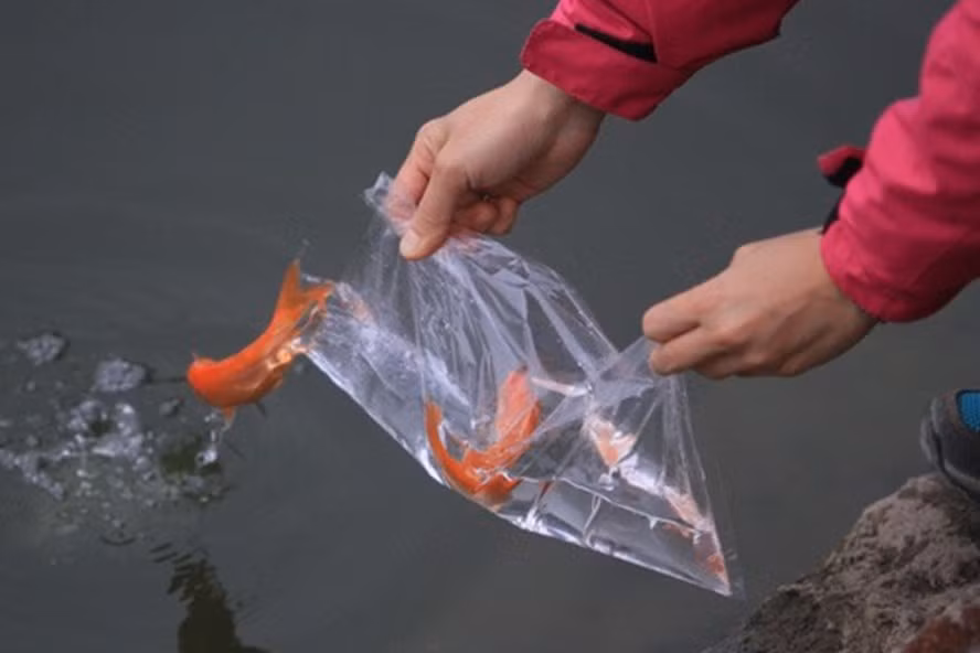 Phóng sinh trong tháng cô hồn tốt cho gia chủ