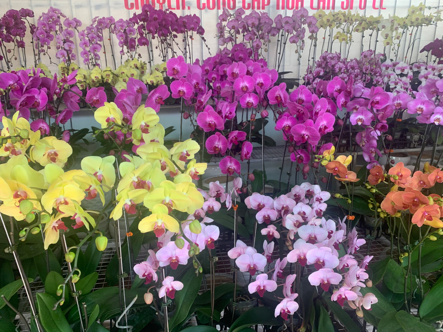 Các chậu lan đủ màu sắc. (Ảnh: Mạnh Tuấn). Các chậu lan đủ màu sắc. (Ảnh: Mạnh Tuấn).