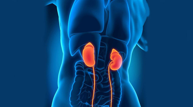 5 món ăn cực tốt, người yếu thận nên chăm ăn mỗi ngày ảnh 1 Empty