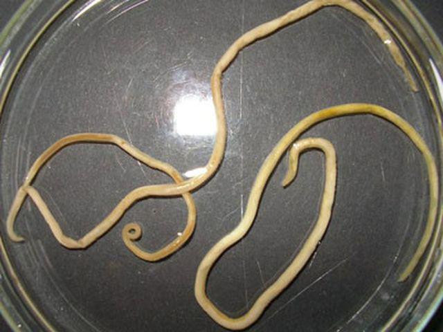 hai dua tre gan nhu bi mu, thu pham la mot loai ky sinh thuong thay o cho meo - 2