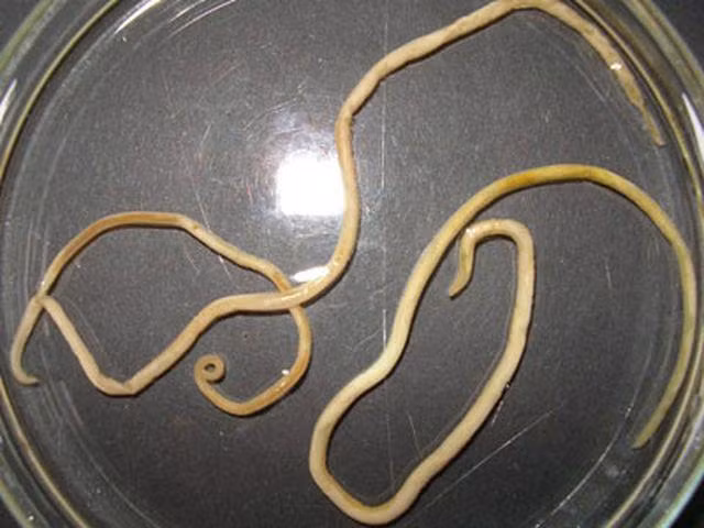 hai dua tre gan nhu bi mu, thu pham la mot loai ky sinh thuong thay o cho meo - 2