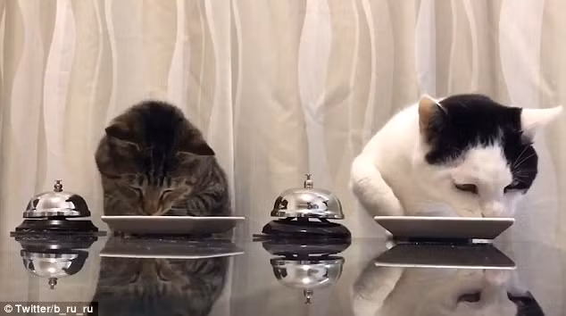 video: meo rung chuong “huan luyen” nguoi cho an hinh anh 2