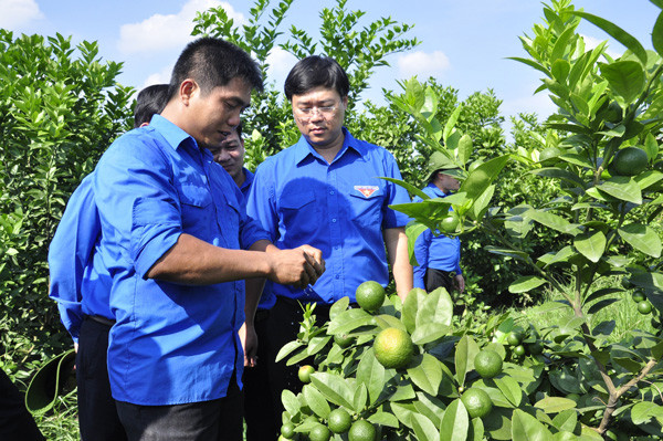 Gặp chàng trai kiếm trăm triệu đồng mỗi năm từ chanh và phật thủ ảnh 1 Anh Khổng Văn Nam (bên trái) giới thiệu về giống chanh tứ thì cho nhiều nước, nâng suất cao