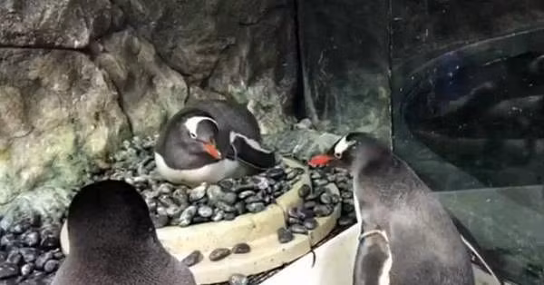 Cặp đôi cánh cụt đực đồng tính được tặng trứng để ấp, thoả mãn mơ ước làm cha - Hình 2