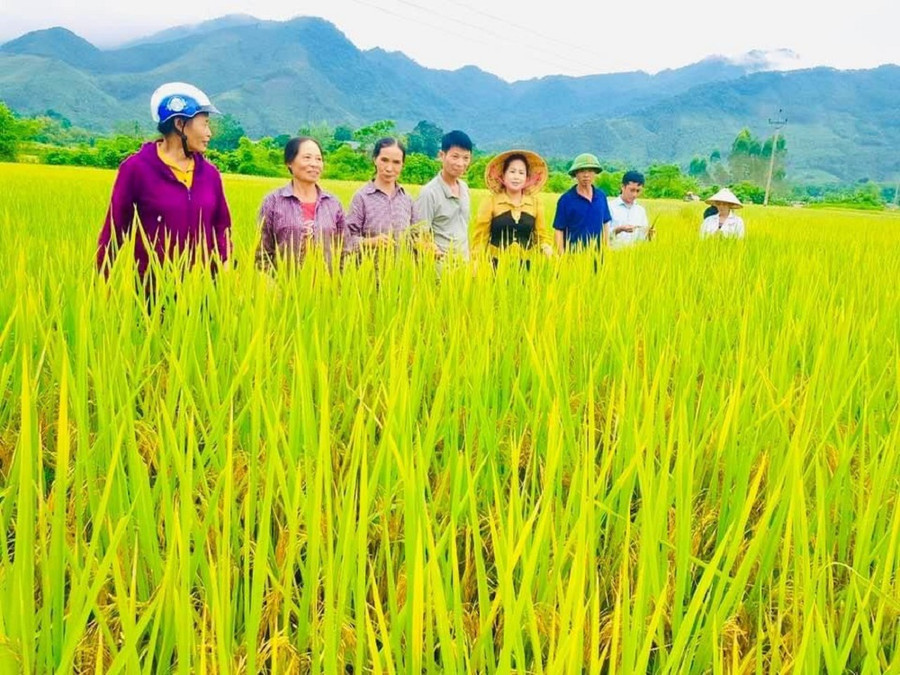 Phân hiệu Đại học Thái Nguyên tại tỉnh Lào Cai hỗ trợ triển khai mô hình thử nghiệm giống lúa ST 25 vụ hè thu.
