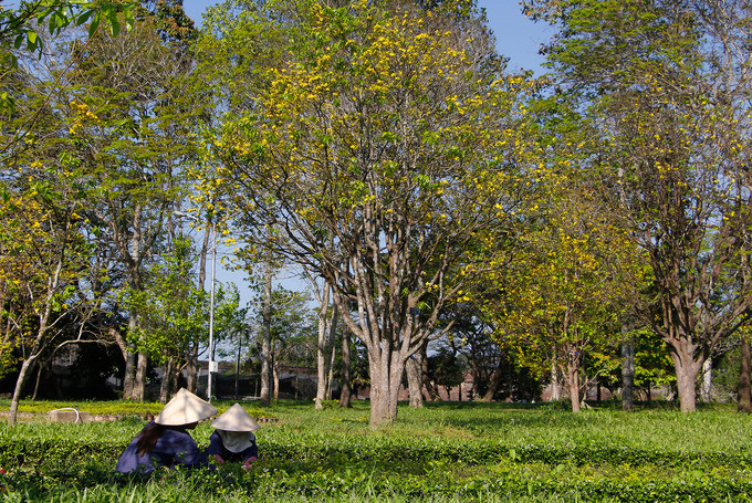Vườn hoàng mai cổ thụ bung nở ảnh 3 Vườn hoàng mai cổ thụ bung nở