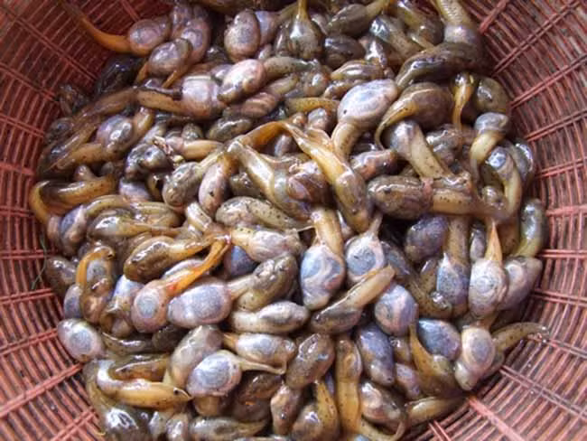 Chẳng ngờ món ăn “kinh dị” này lại là đặc sản ở nhiều vùng miền