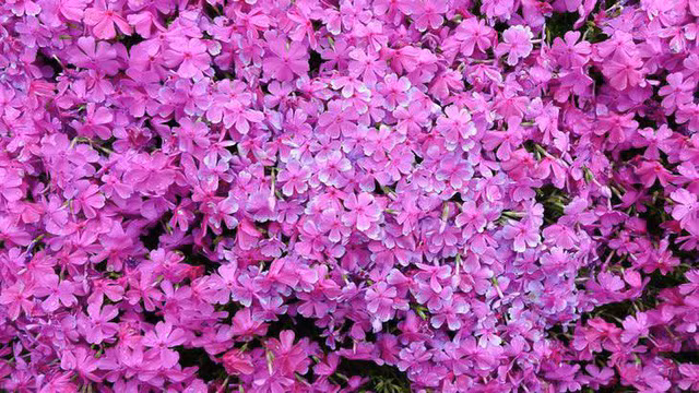 Choáng ngợp đồi hoa người đàn ông Nhật trồng suốt 4 năm tặng vợ mù lòa ảnh 15