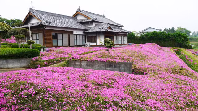 Choáng ngợp đồi hoa người đàn ông Nhật trồng suốt 4 năm tặng vợ mù lòa ảnh 24