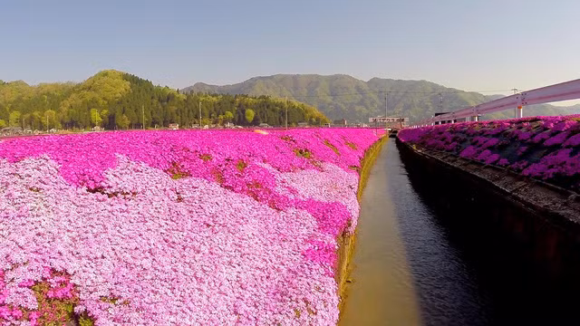 Choáng ngợp đồi hoa người đàn ông Nhật trồng suốt 4 năm tặng vợ mù lòa ảnh 21