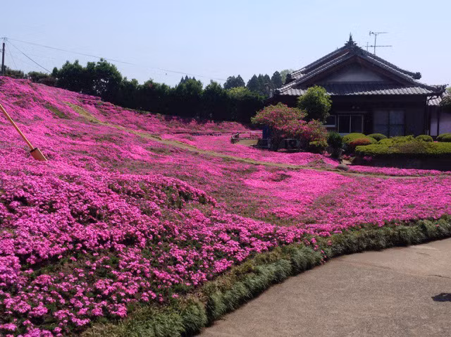 Choáng ngợp đồi hoa người đàn ông Nhật trồng suốt 4 năm tặng vợ mù lòa ảnh 19