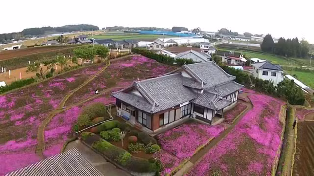 Choáng ngợp đồi hoa người đàn ông Nhật trồng suốt 4 năm tặng vợ mù lòa ảnh 7