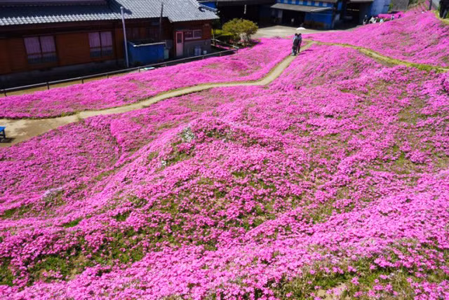 Choáng ngợp đồi hoa người đàn ông Nhật trồng suốt 4 năm tặng vợ mù lòa ảnh 23