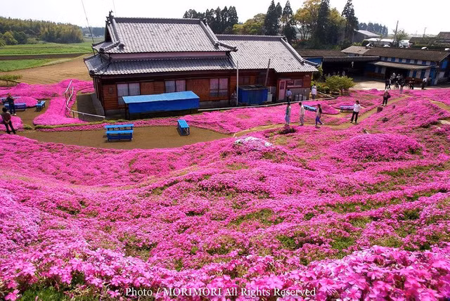  Nhìn xa, khung cảnh đẹp như trong tranh. 