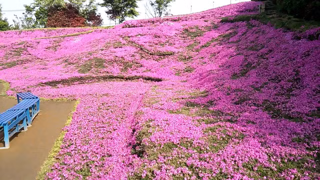 Choáng ngợp đồi hoa người đàn ông Nhật trồng suốt 4 năm tặng vợ mù lòa ảnh 20